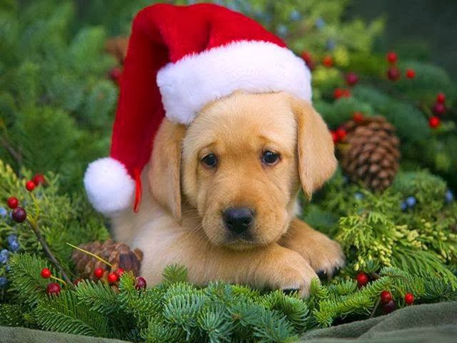 Weihnachtsbilder Schöne Weihnachtsgrussbilder