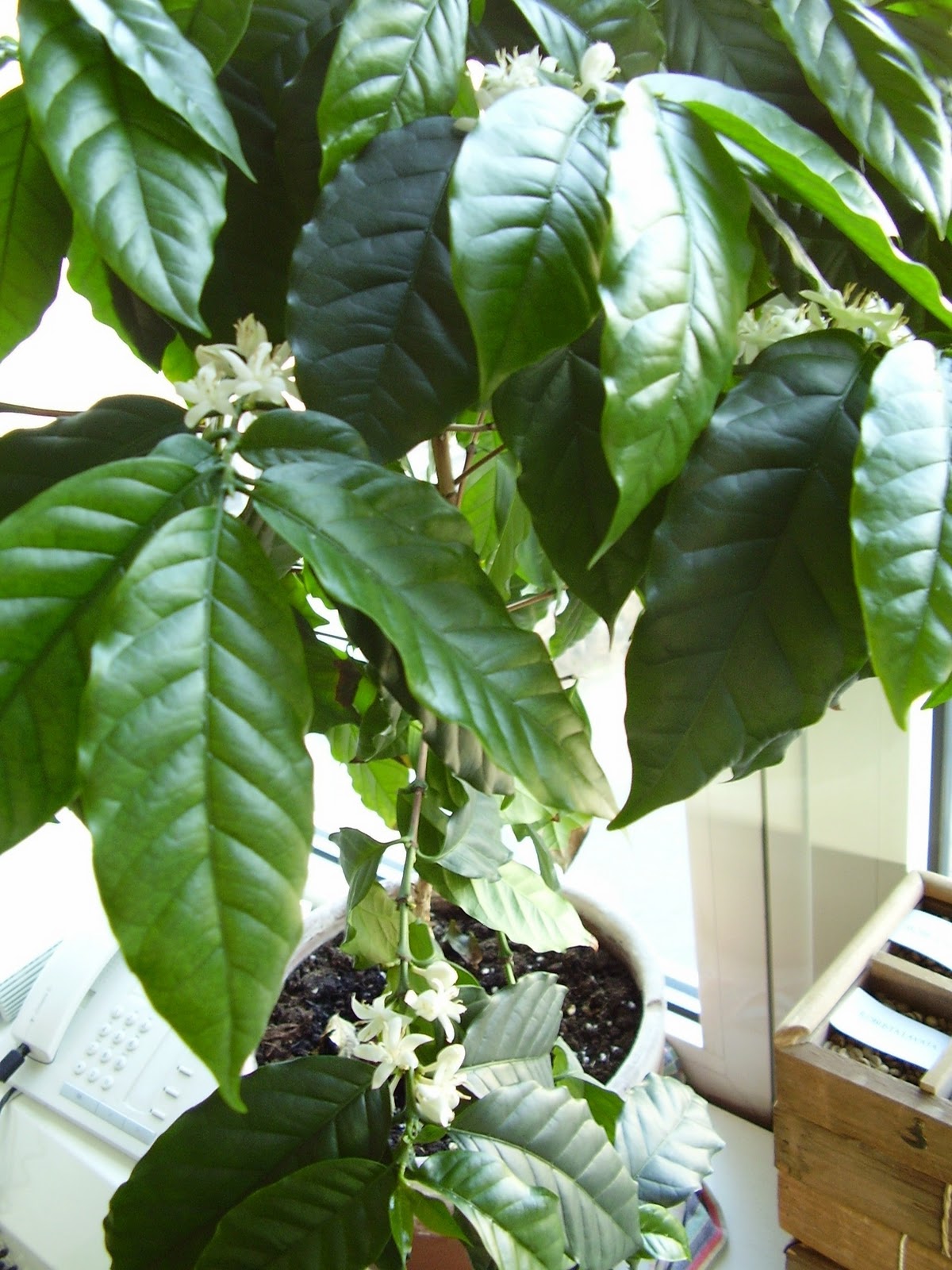 Kaffee Zentrum by doktorespresso Kaffeepflanzen zu Hause La Pianta