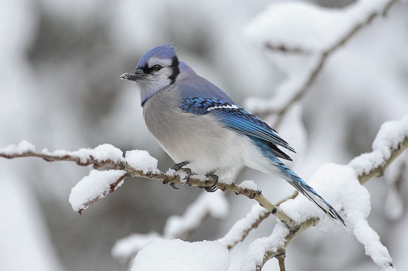 wild birds unlimited mysterious migration of the blue jays wild birds unlimited mysterious migration of the blue jays