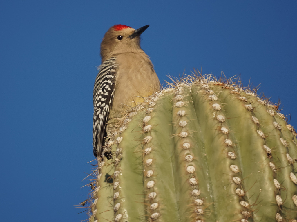 Ian's bird website: My Wonderful Facts About Gila Woodpeckers