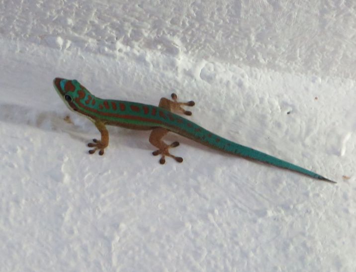 Rodrigues via Mauritius Grüne Geckos....About Green Geckos