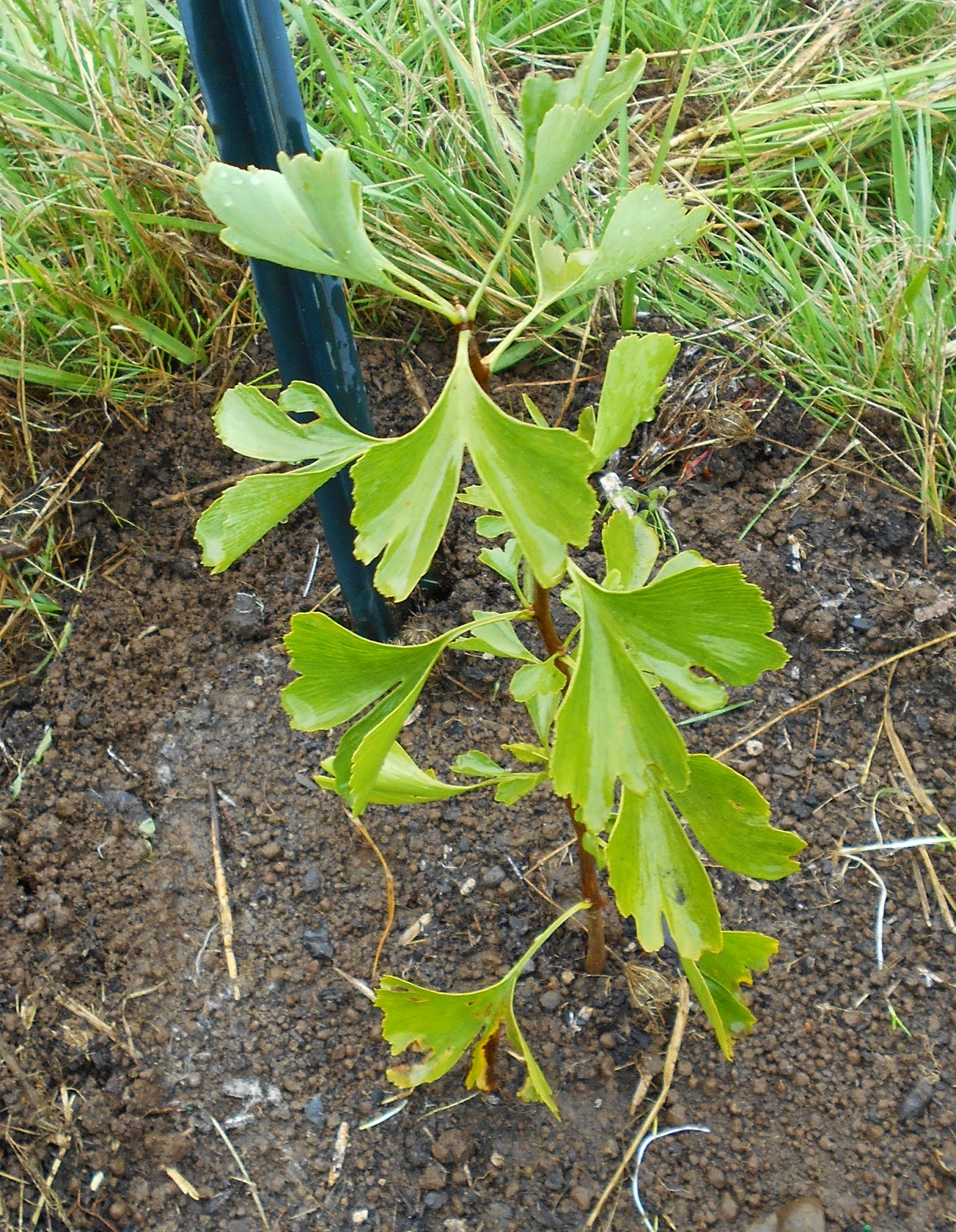 growing greener in the pacific northwest transplanting ginkgo seedling 10 18 14 growing greener in the pacific northwest transplanting ginkgo seedling 10 18 14
