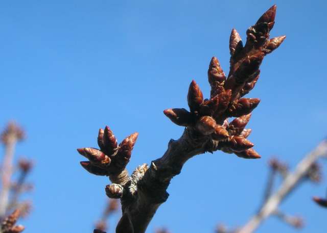 The Tide Chaser Coastal Shrubs Trees With Compound Leaves In