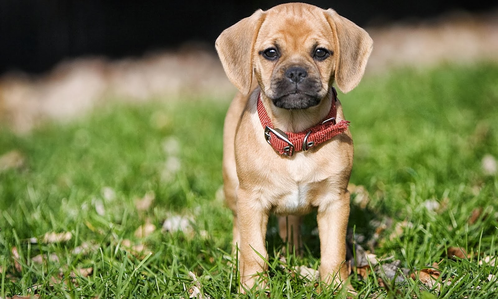 Puppy Photography 1080p Wallpapers | HD Wallpapers (High Definition