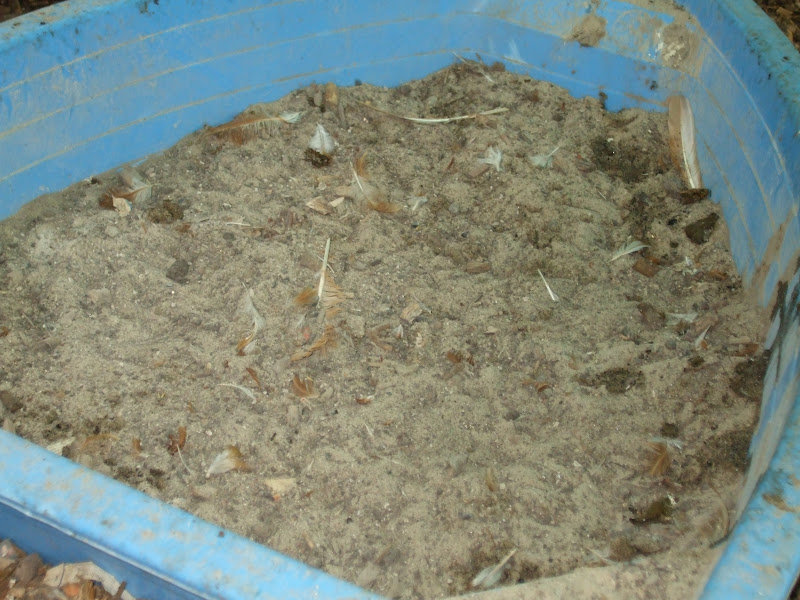 The Compost Bin Feathers everywhere!
