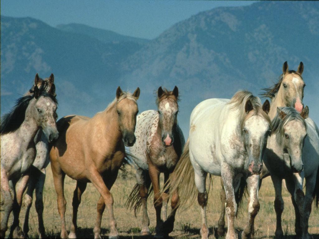 HD Animals Wallpapers White Wild Horses Wallpapers
