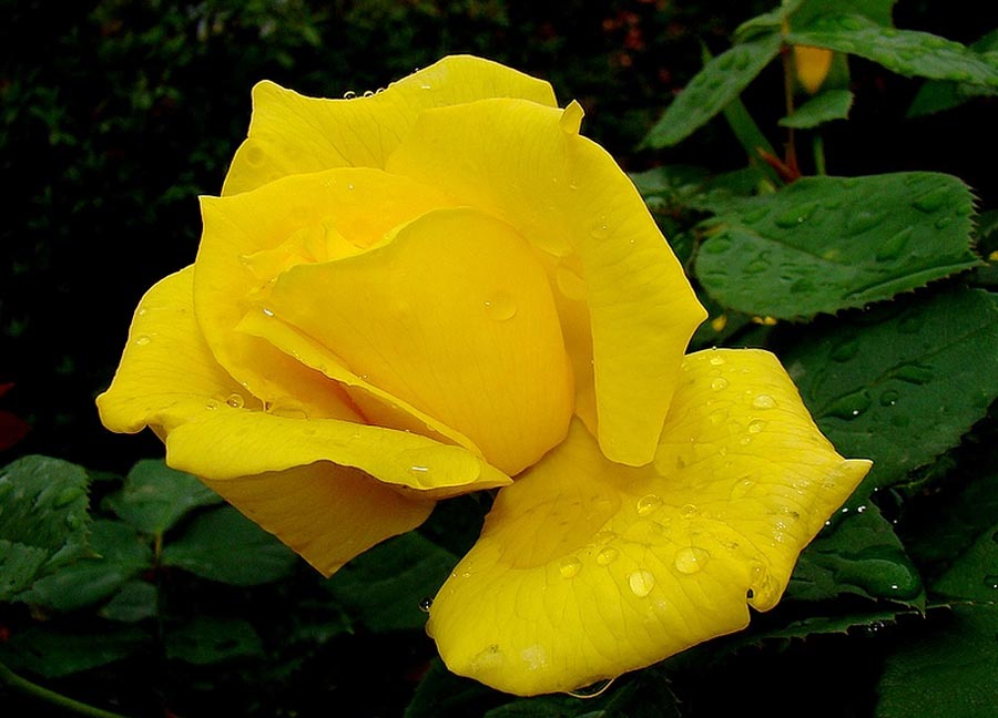 DISFRUTARAS MIRANDOLAS: ROSAS AMARILLAS