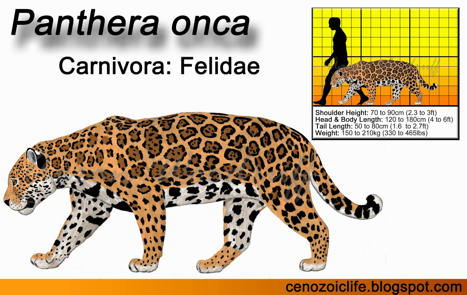 Life in the Cenozoic Era: Jaguar (Panthera onca)