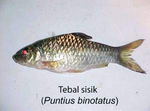 Tamparuli Sabah Turongou Tamparuli Sabah Turongou
