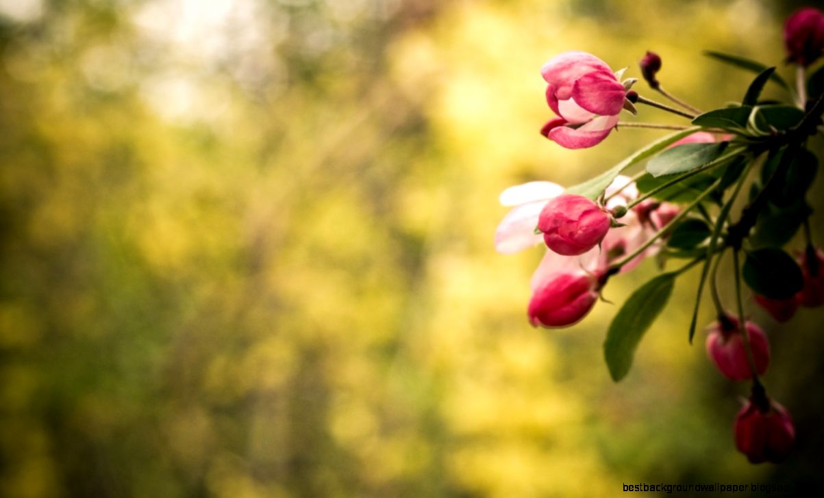 HD Flower Wallpapers 6895322 HD Flower Wallpapers 6895322