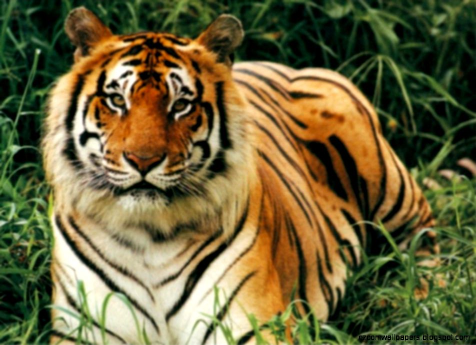Bengal Tigers Great Animals 11933 Bengal Tigers Great Animals 11933