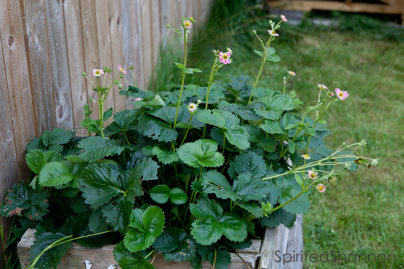 My First Garden Growing Tips Strawberries In Raised Beds And
