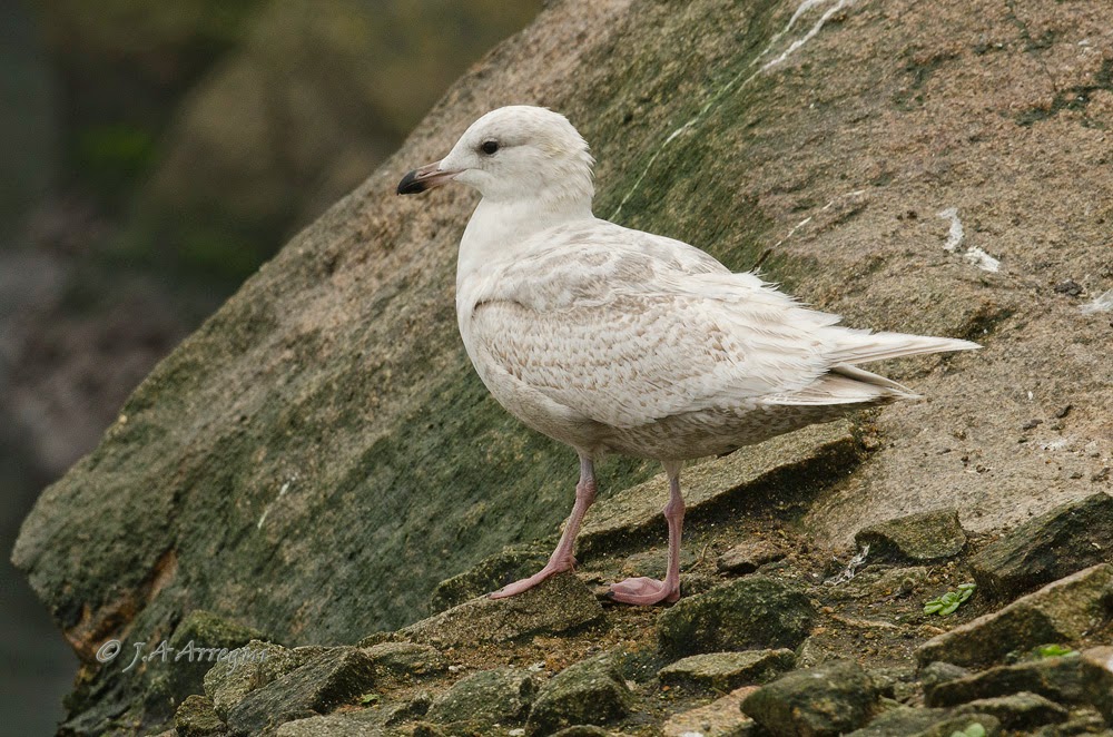 Gaviota groenlandesa, Larus galucoides kumlieni, Kumlien´s gull Gaviota groenlandesa, Larus galucoides kumlieni, Kumlien´s gull