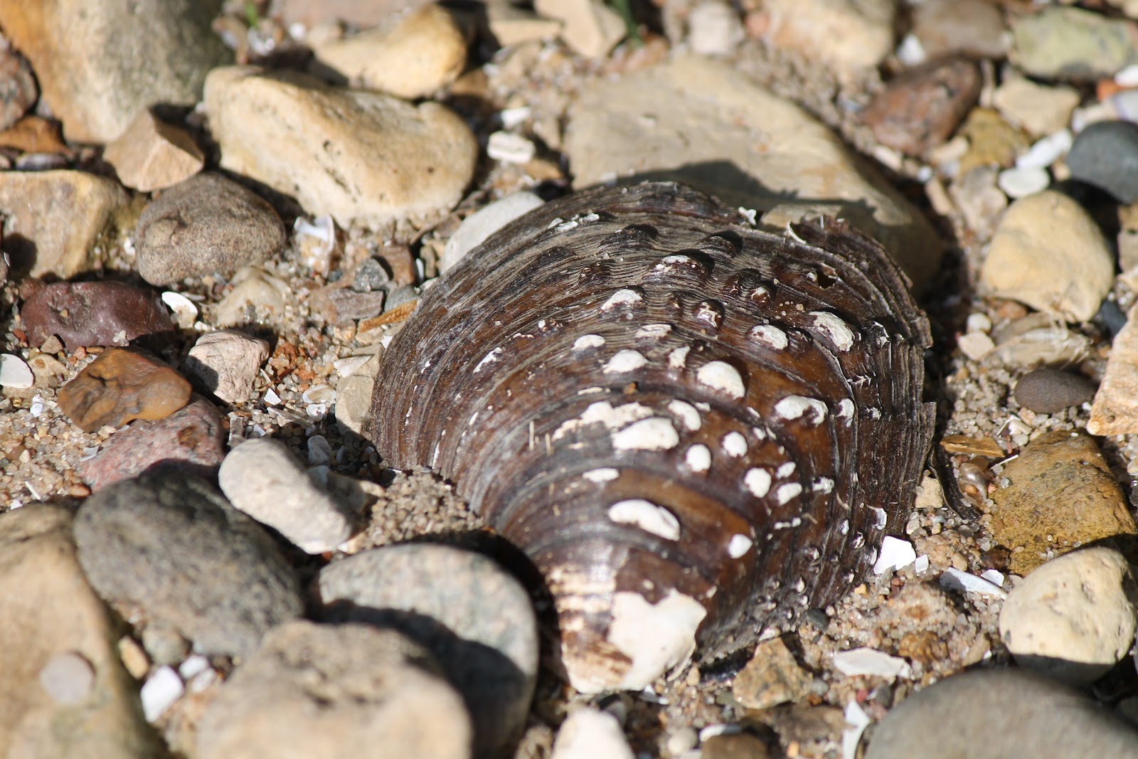Found on the Trail Handsome Mussels
