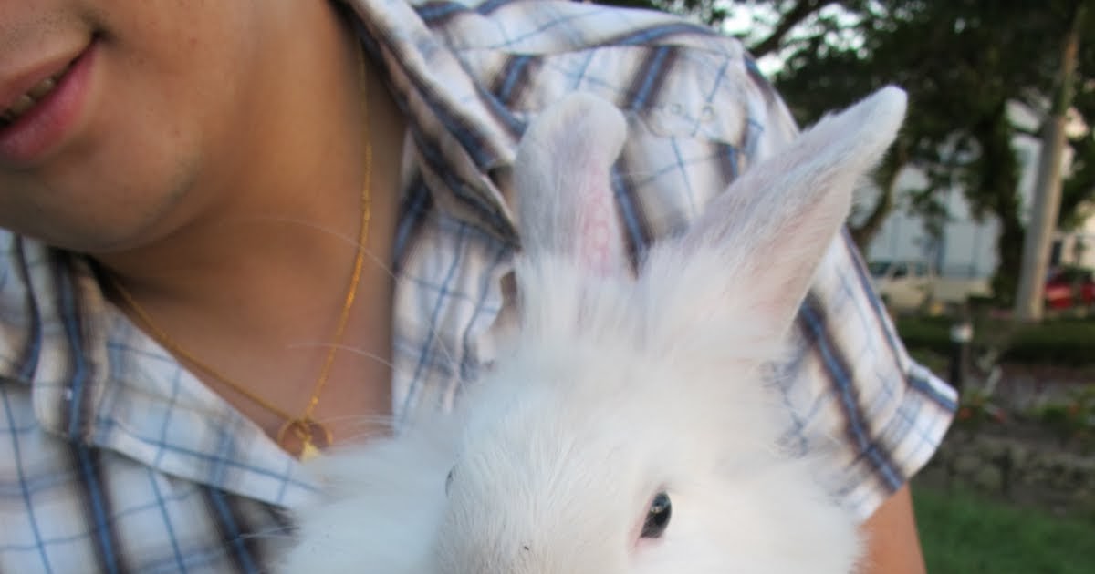 Bunny's Heaven How to hold your rabbit?