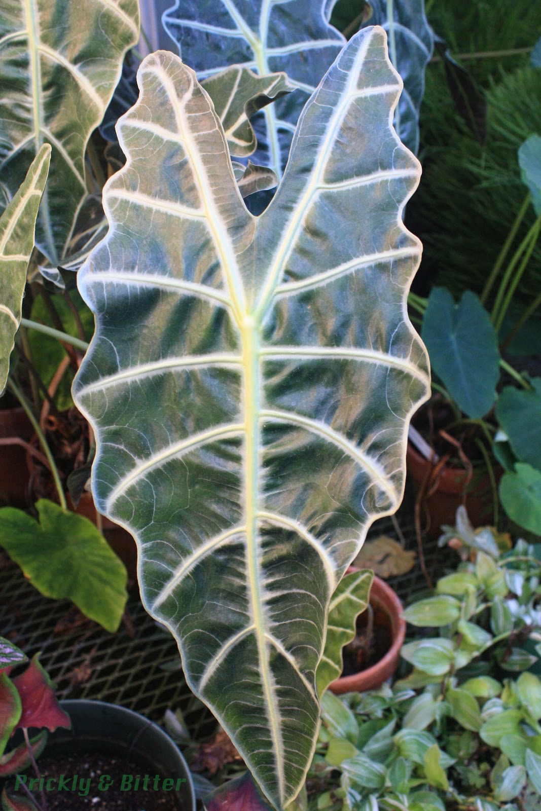 Prickly and Bitter The dagger plant