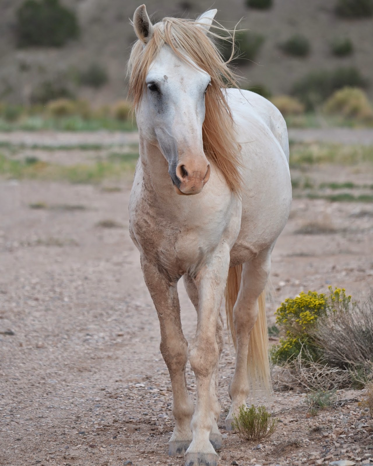 The Good Life.... Meanderings of a happy girl! Wild Horses of the