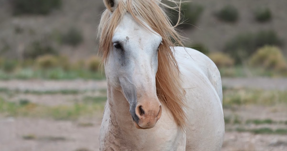 The Good Life.... Meanderings of a happy girl! Wild Horses of the
