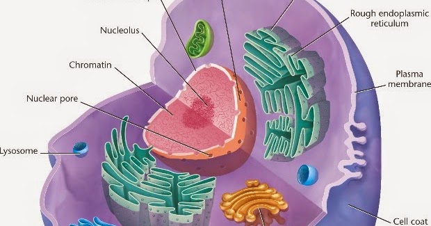 Blog Ilmu Pengetahuan Sel Eukariotik dan Sel Prokariotik