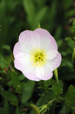 Pink Evening Primrose, Oenothera bicolor 1089