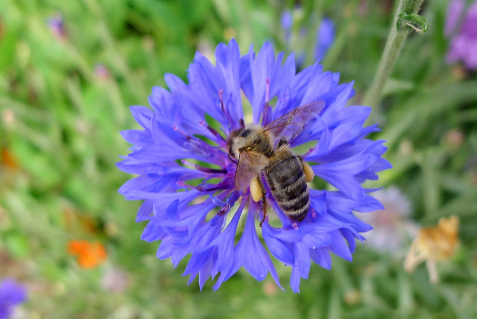 Honey bee, pollinators, urban farming