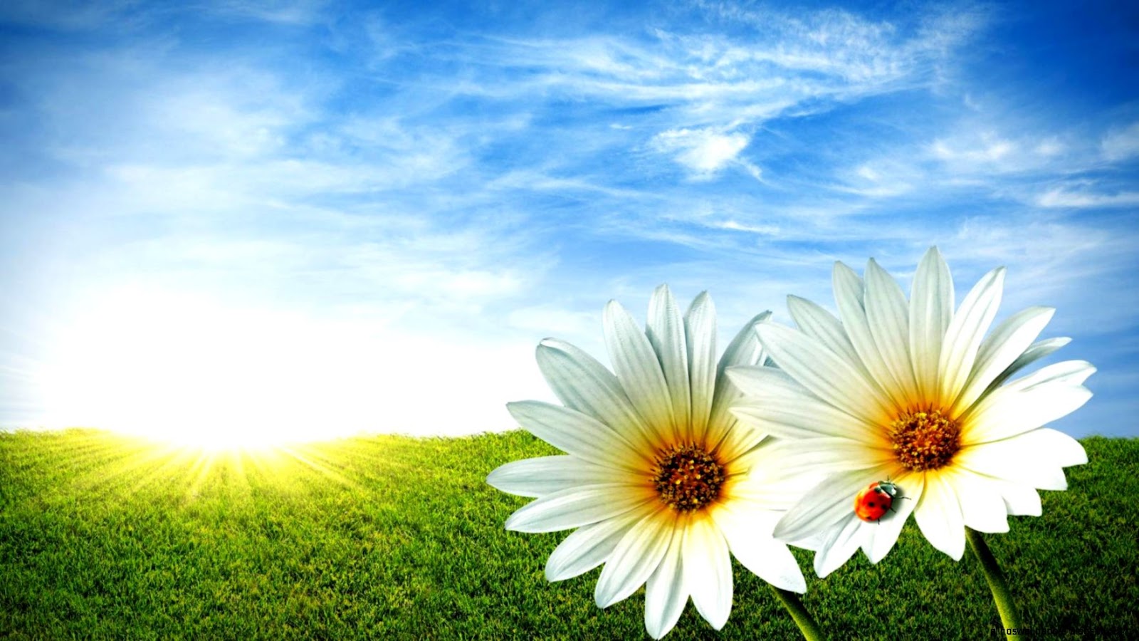 HD Spring Flowers Wallpaper 1920 X 1080 HD Spring Flowers Wallpaper 1920 X 1080