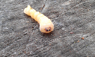 Monochamini Larvae - Wood Borer Larvae