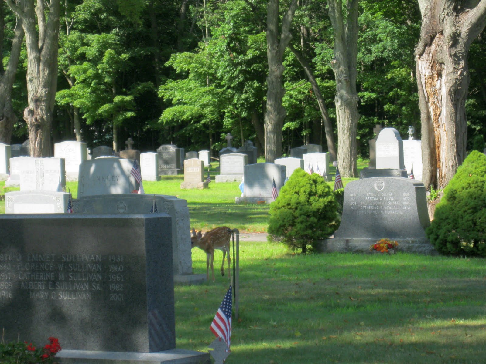 THE OLD COLONY GRAVEYARD RABBIT DEERLY DEPARTED HOLY FAMILY CEMETERY