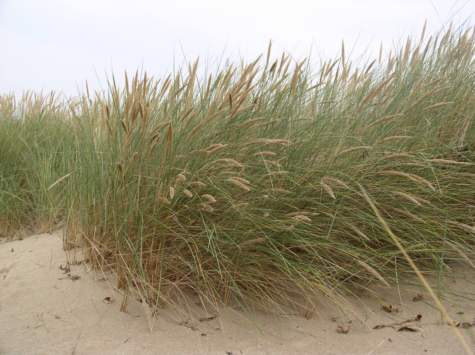 Spółdzielnia Przewodników Gdańskich Ptasi Raj Wyspa Sobieszewska