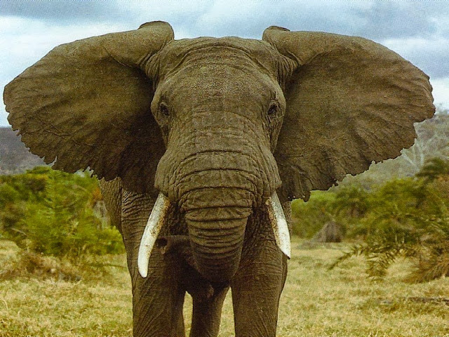Elephant Wallpapers Free Download