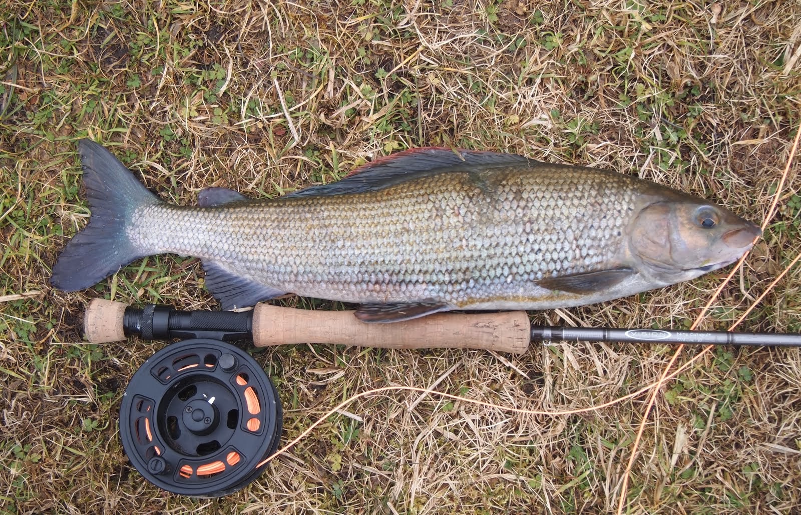 Biggest 44cm Test Grayling