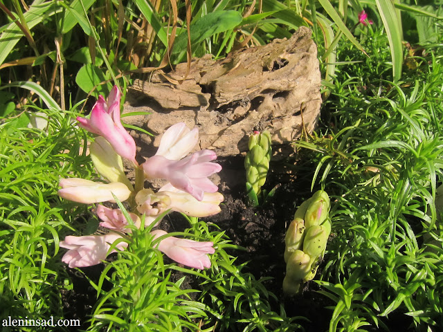 гиацинты цветут осенью, проростки гиацинта, посадка гиацинтов, осенняя, в открытый грунт, правила посадки, белые гиацинты