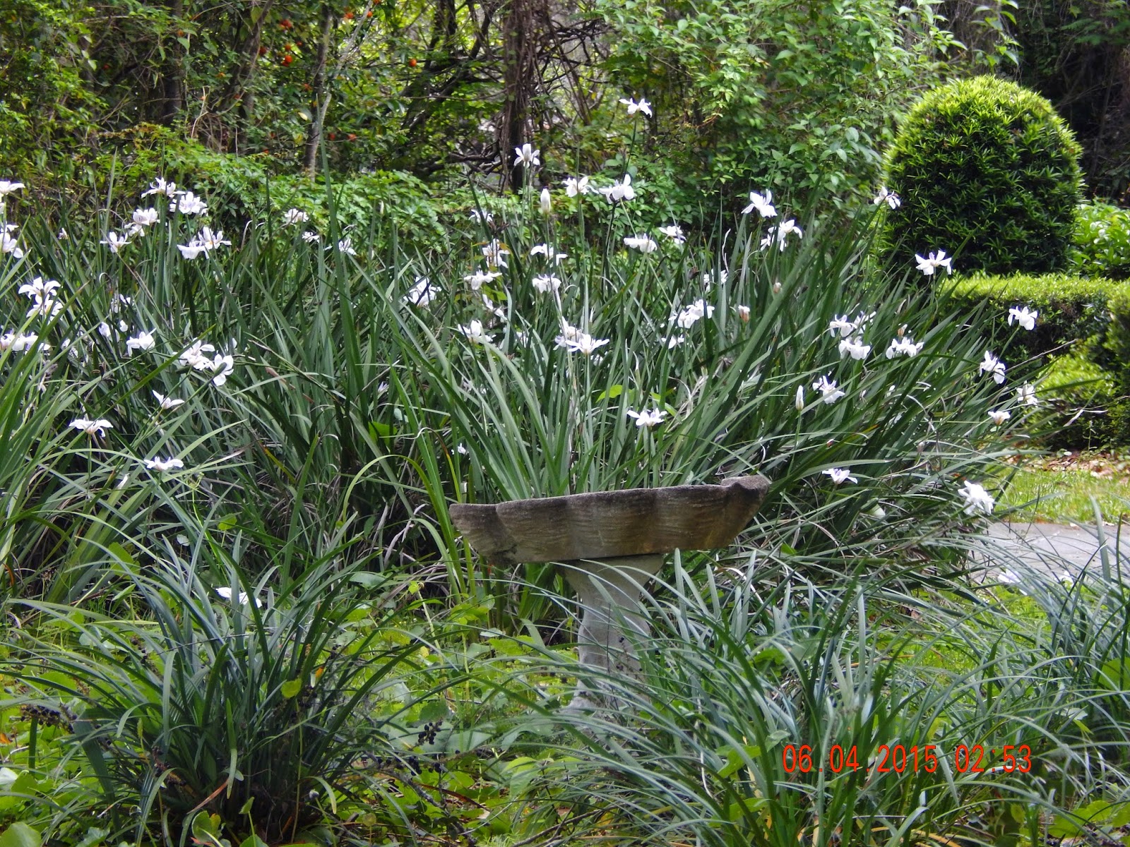The Gardens of Mount Dora African Iris Love Springtime