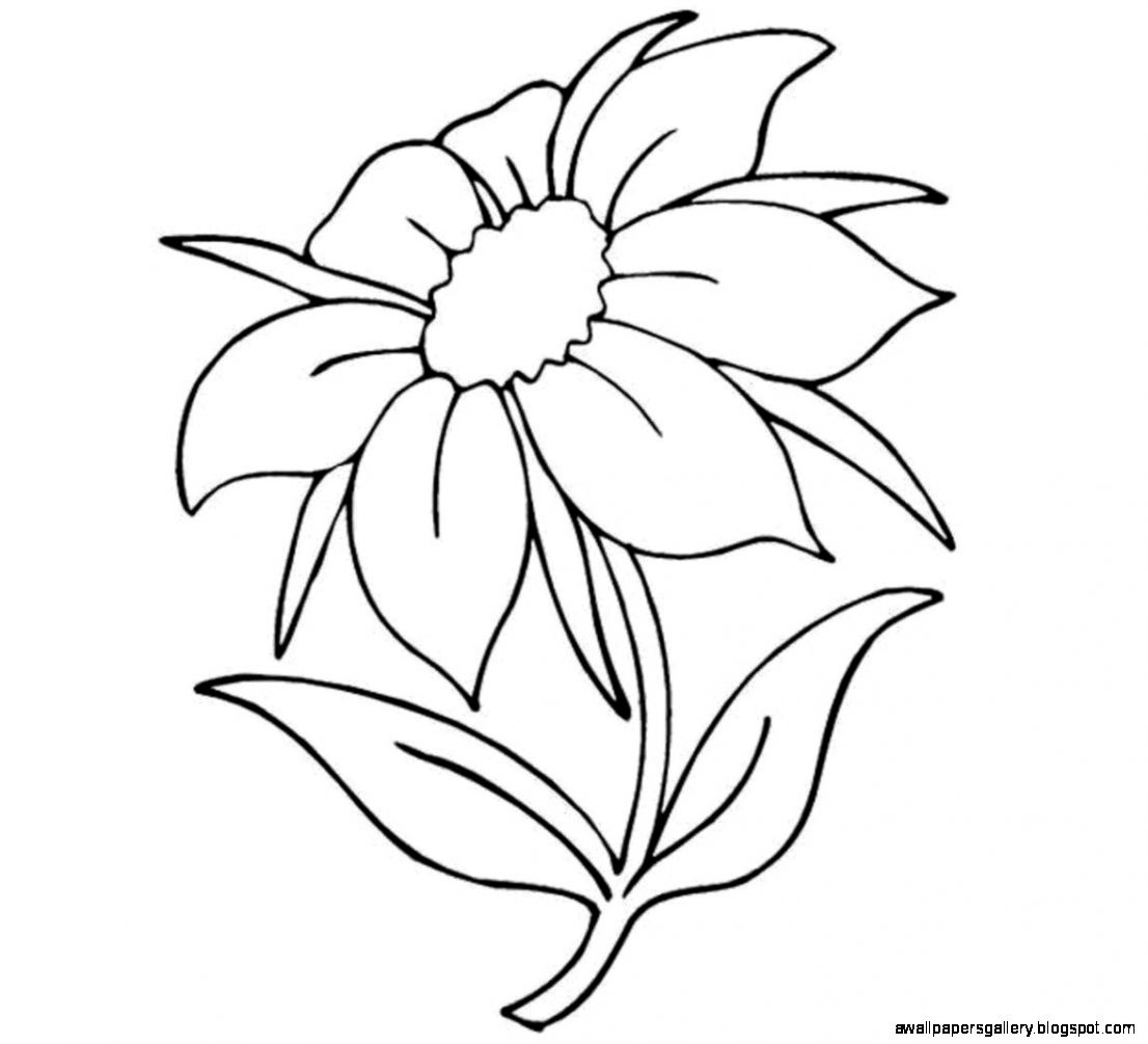 Beautiful Flowers Drawing Pictures Flowers Ideas Beautiful Flowers Drawing Pictures Flowers Ideas