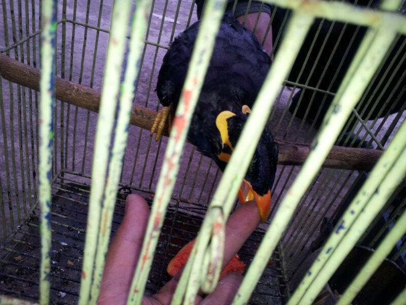 AGUS MURAI ONLINE: JUAL BURUNG BEO AGUS MURAI ONLINE: JUAL BURUNG BEO