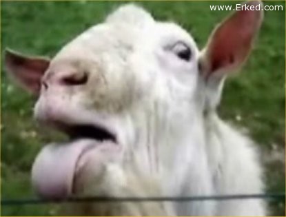 goat+tongue.jpg