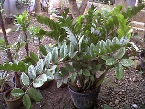 Jual pohon jamia(furfuracea) dan jamia (dollar) | aneka tanaman hias | suplier tanaman | jasa desain taman
