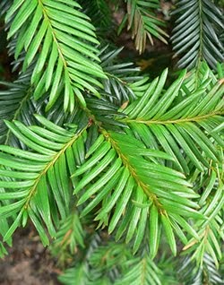 Taxus baccata