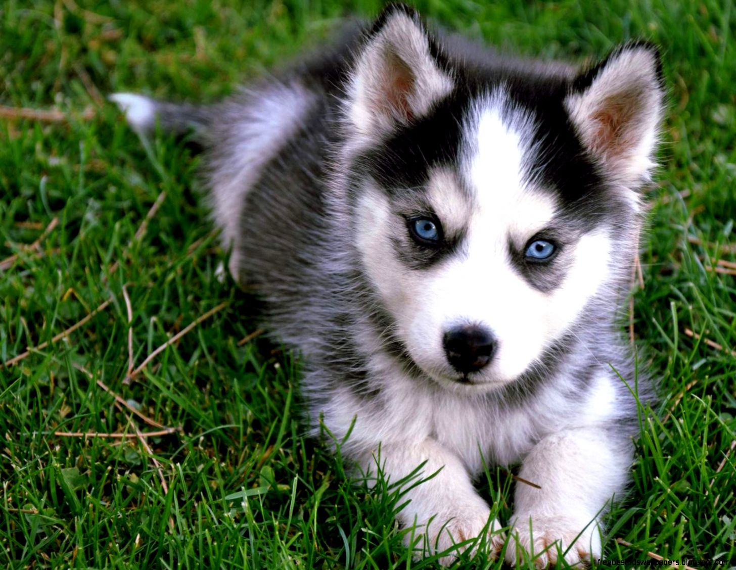Cute Siberian Husky Puppy Cute Siberian Husky Puppy