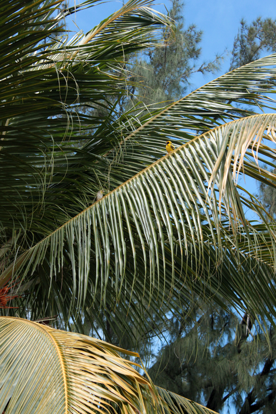 Yellow Bird on Palm Tree Mauritius