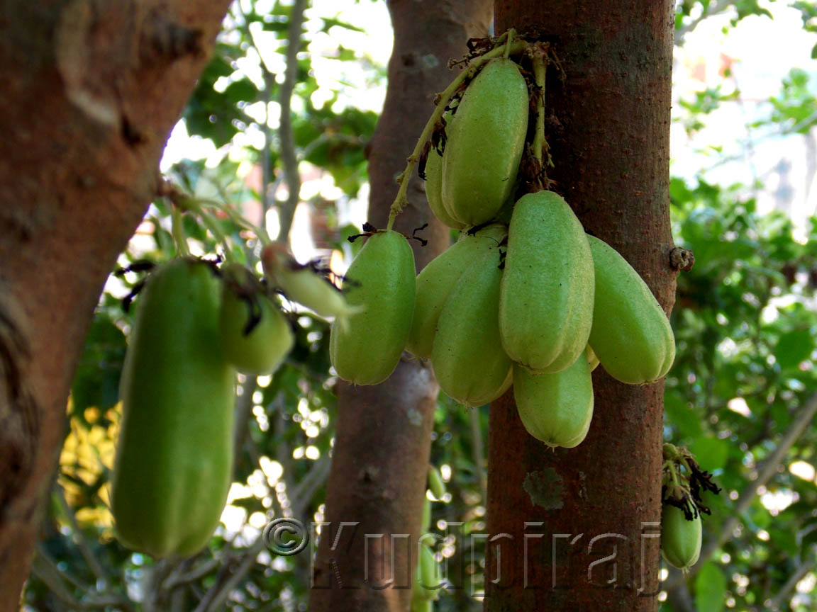 Kudpiraj's Garam Tawa Seasonal Fruits from Private Lands