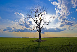 cloudy blue sky with tree and grass