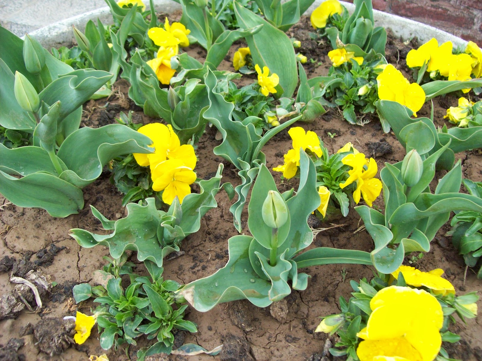 CHINAR SHADE SOME FLOWERS OF KASHMIR