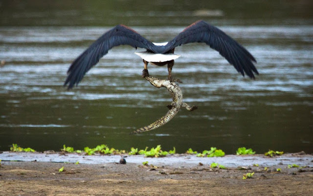 eagle-eating-crocodile-tanzania