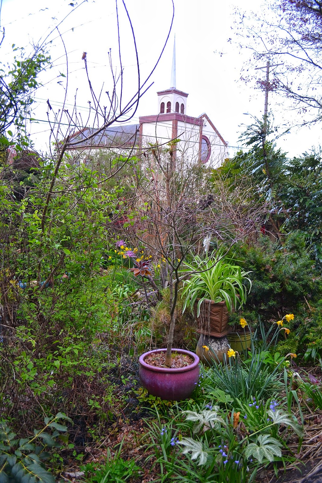 Winter Injury Susan S In The Garden