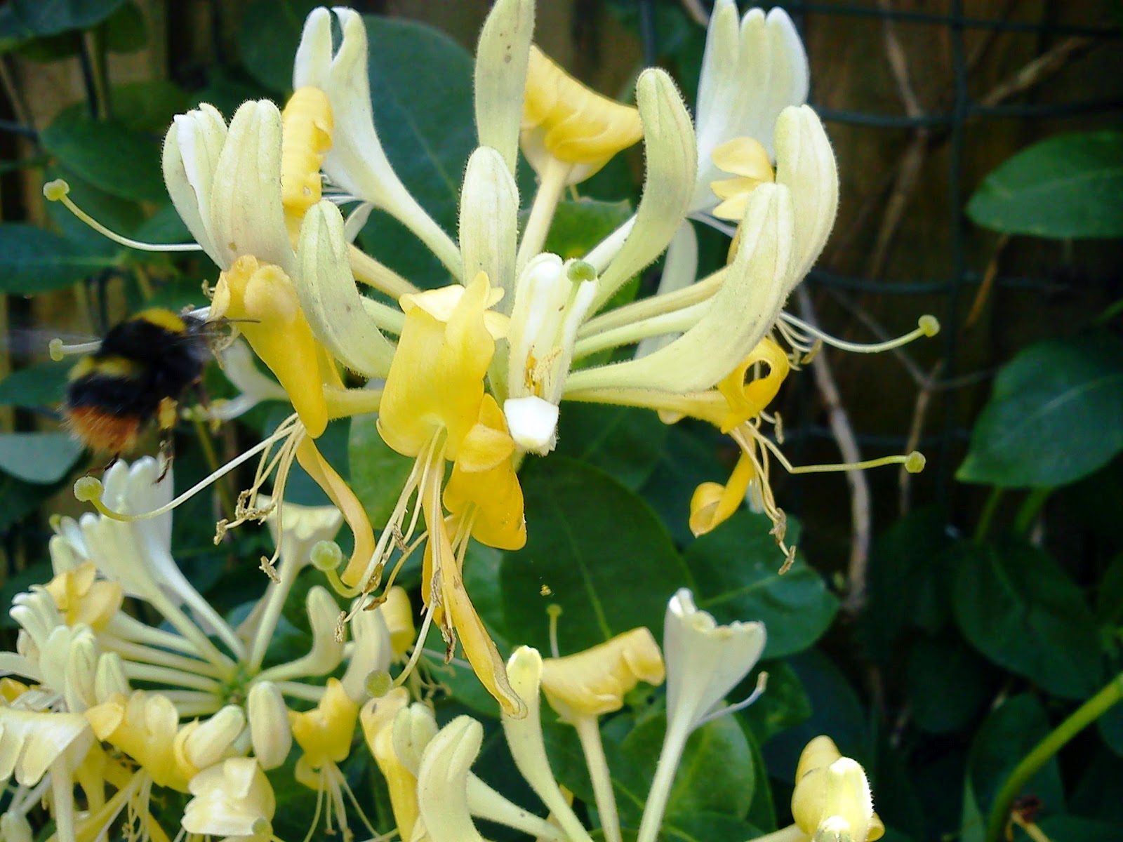 GARDENER'S WORD HONEYSUCKLE BEE