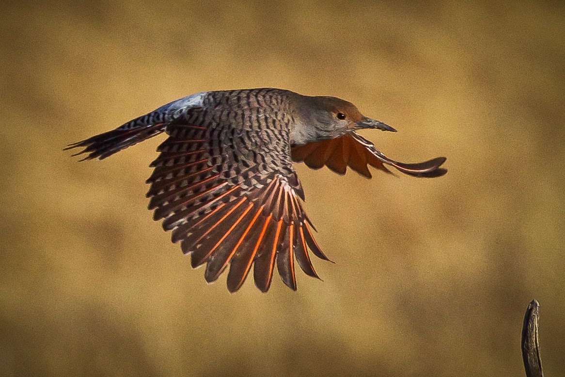 feather tailed stories northern flicker havenwoods state feather tailed stories northern flicker havenwoods state
