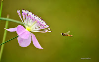 Bee and Flower Wallpaper 9