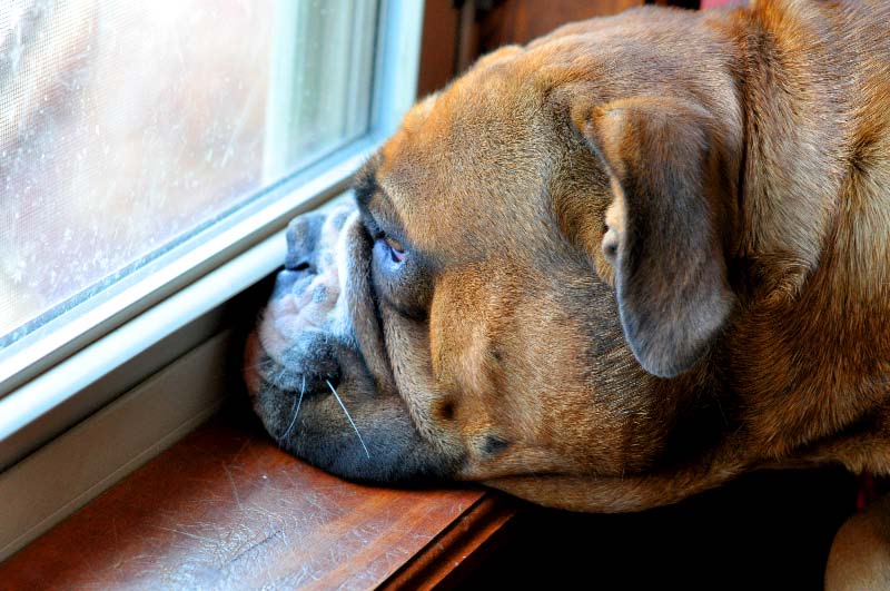 Where Does The Expression Raining Cats And Dogs Come From Where Does The Expression Raining Cats And Dogs Come From