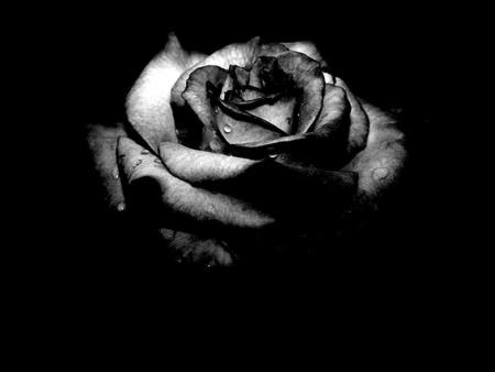 COOL IMAGES  black rose wallpaper